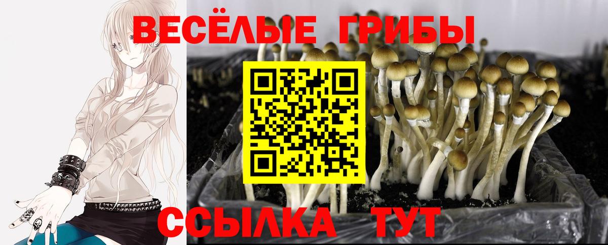 Псилоцибиновые грибы MAGIC MUSHROOMS  Вход с VPN  Галлюциногенные грибы Psilocybe  Томск 